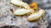 Termite Extermination