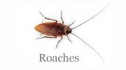 Roaches