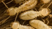 Termites