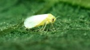 Whiteflies