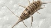 Silverfish