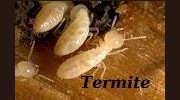 Termites