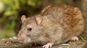 Mice, Rat & Rodent Control