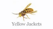 Yellow Jackets