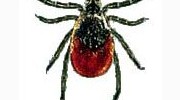 Ticks