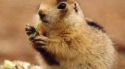 Prairie Dog & Vole