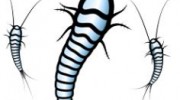 Silverfish