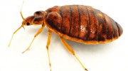 Bed Bug Extermination