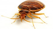 Bed Bug Removal