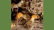 Termites