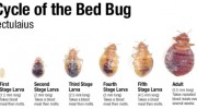 Bed Bug