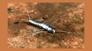 Silverfish