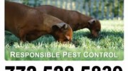 General Pest Control & Exterminating