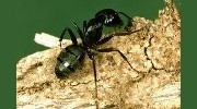 Carpenter Ants