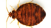 Bed Bug Control