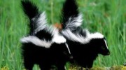 Skunks