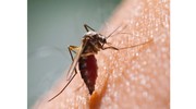 Mosquito Abatement Program