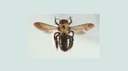 Carpenter Bees