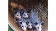 Opossums