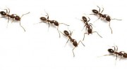 Ant Control