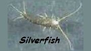 Silverfish