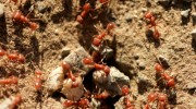 Fire Ant Control