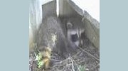 Raccoons