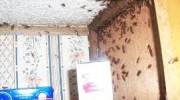 Pest Management