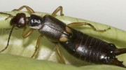 Earwigs