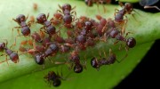 Crazy Ant Control