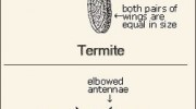 Termites