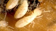 Termites