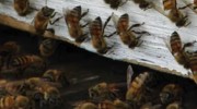 Bees / Hornets / Wasps Removal