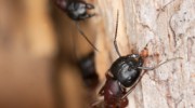 Carpenter Ant Control