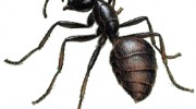 Carpenter Ants