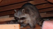 Raccoons