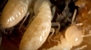 Termites