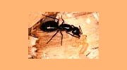 Carpenter Ants