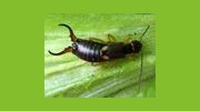 Earwigs