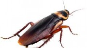 Brown Banded Cockroach