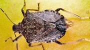 Stink Bugs