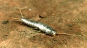 Silverfish