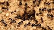 Ant Extermination