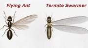 Termites