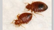 Bed Bugs