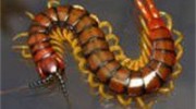 Centipede