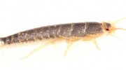 Silverfish