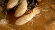 Termite Control