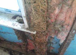 Termite damage