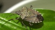 Stink Bugs